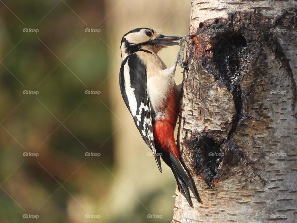 A woodpecker in a tree 