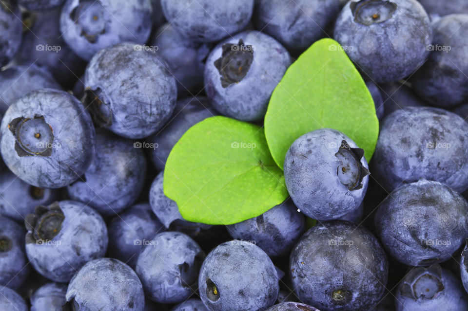 Blueberries and green leaf