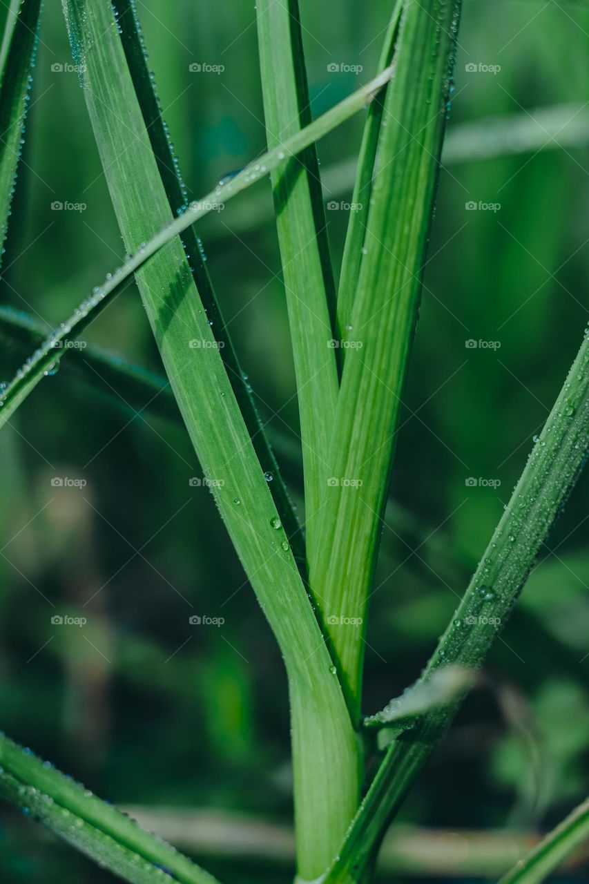 garlic leafs with dew drops and blurry background