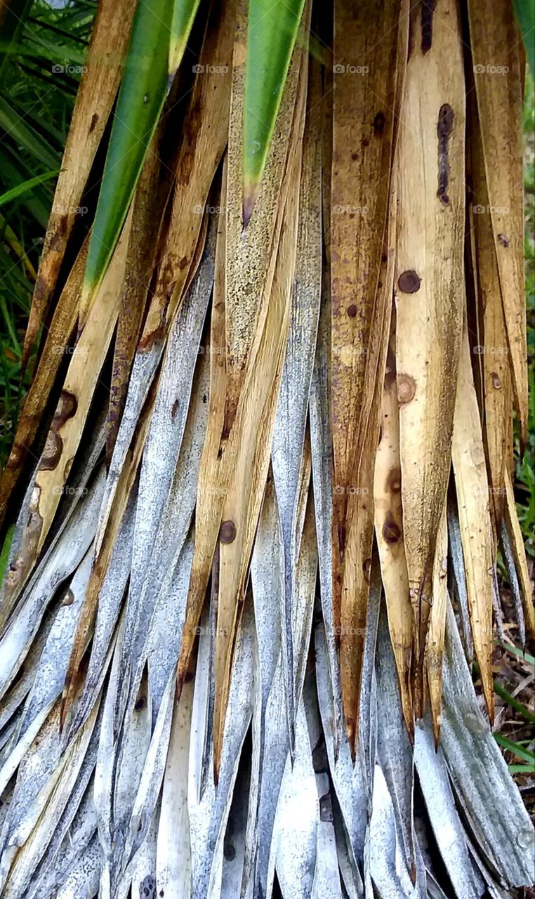 old growth of the cactus
