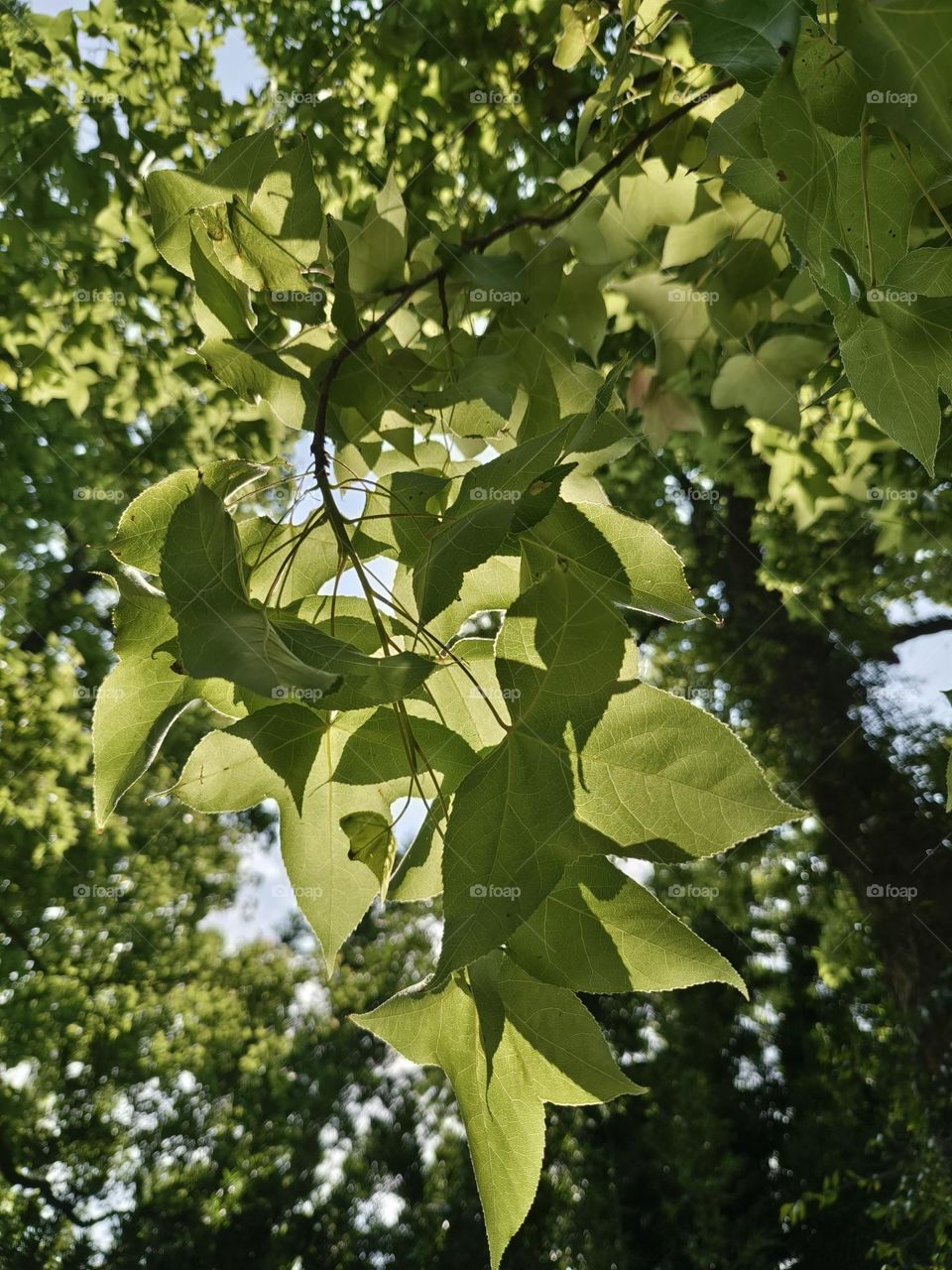 Maple leaves facing the light in the green field