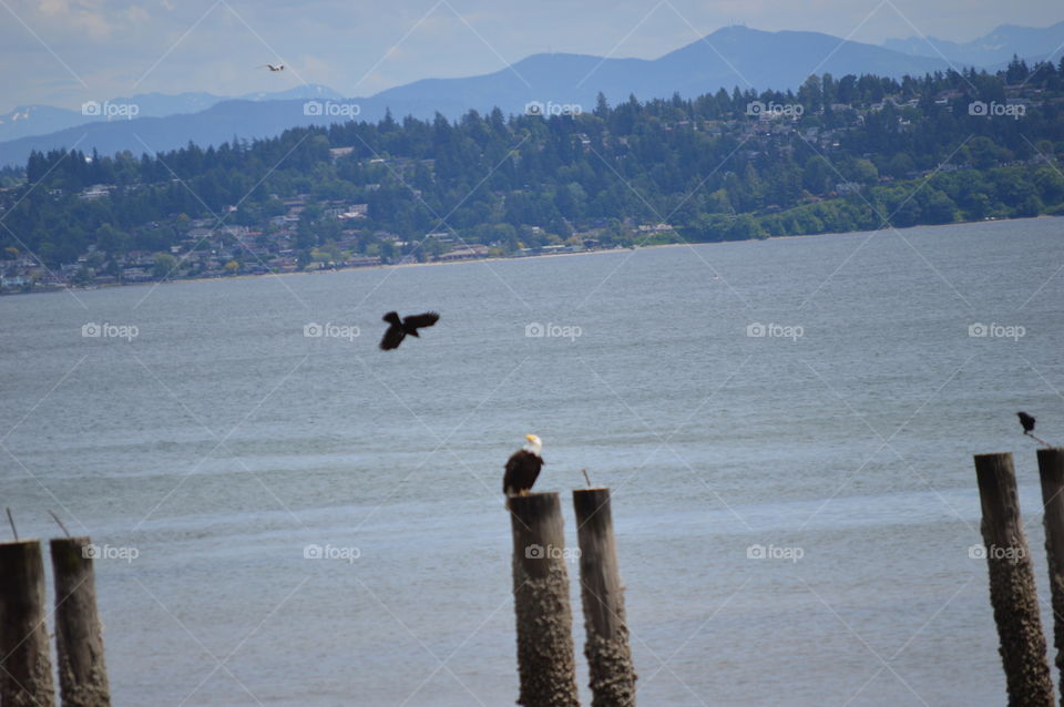 Bald Eagle being dive bombed my a crow
