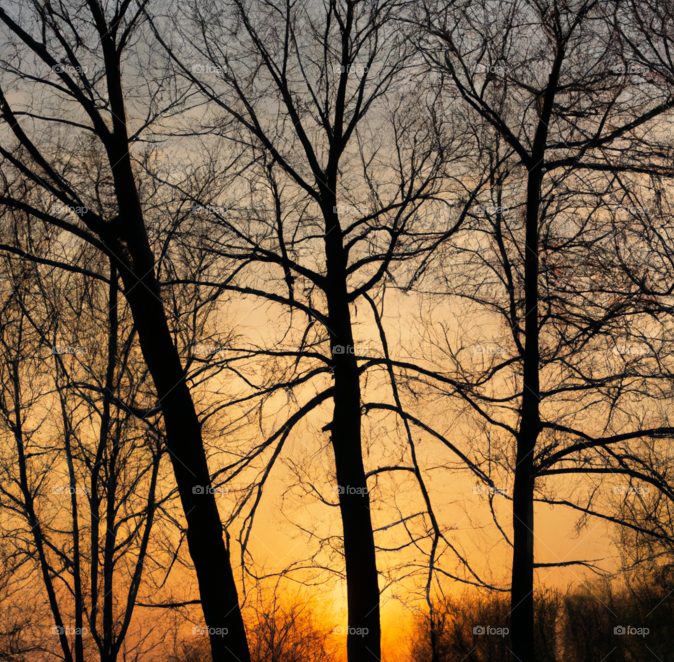 trees in sunset 7