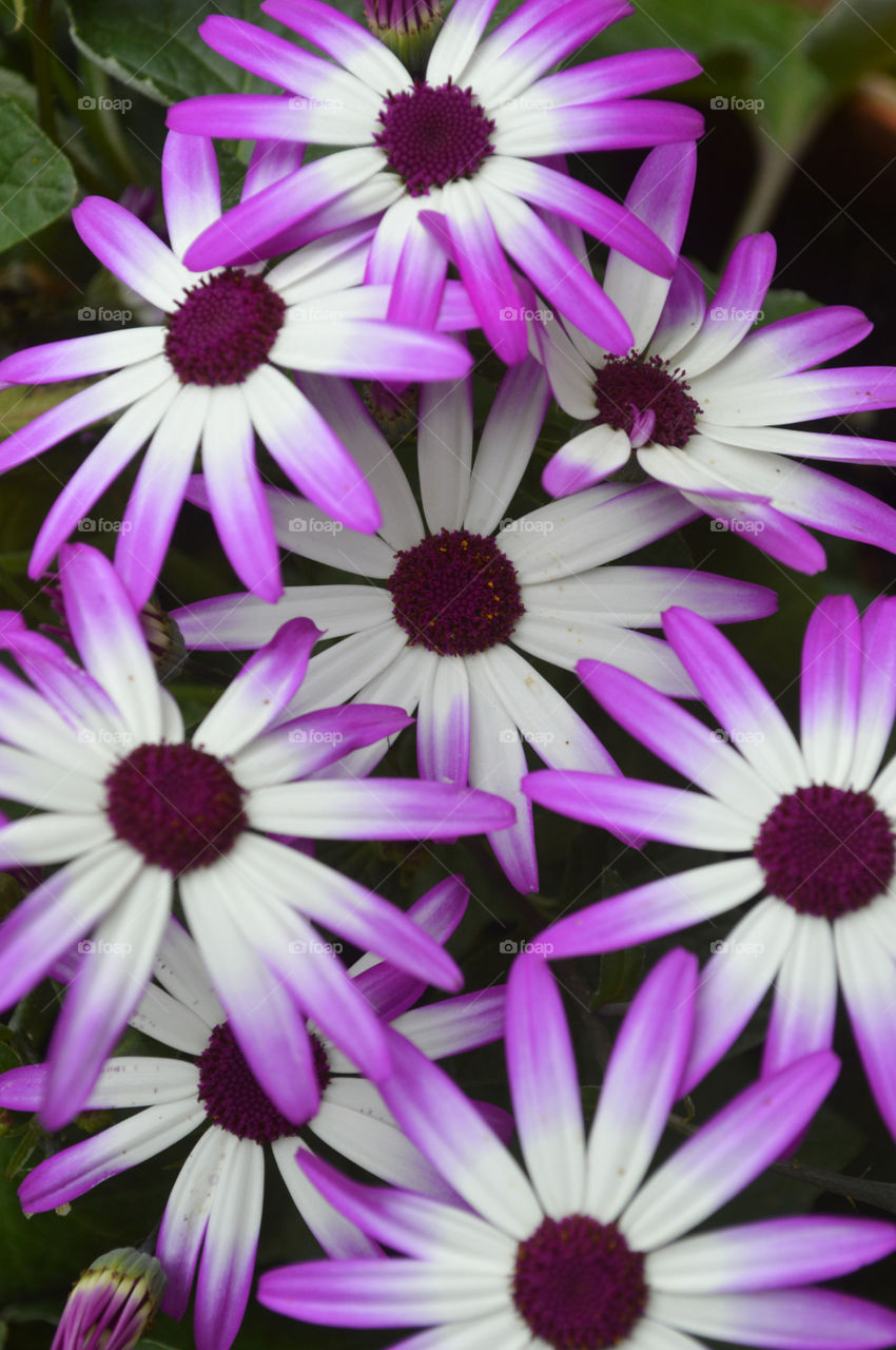 Purple and white flowers (cineraria)