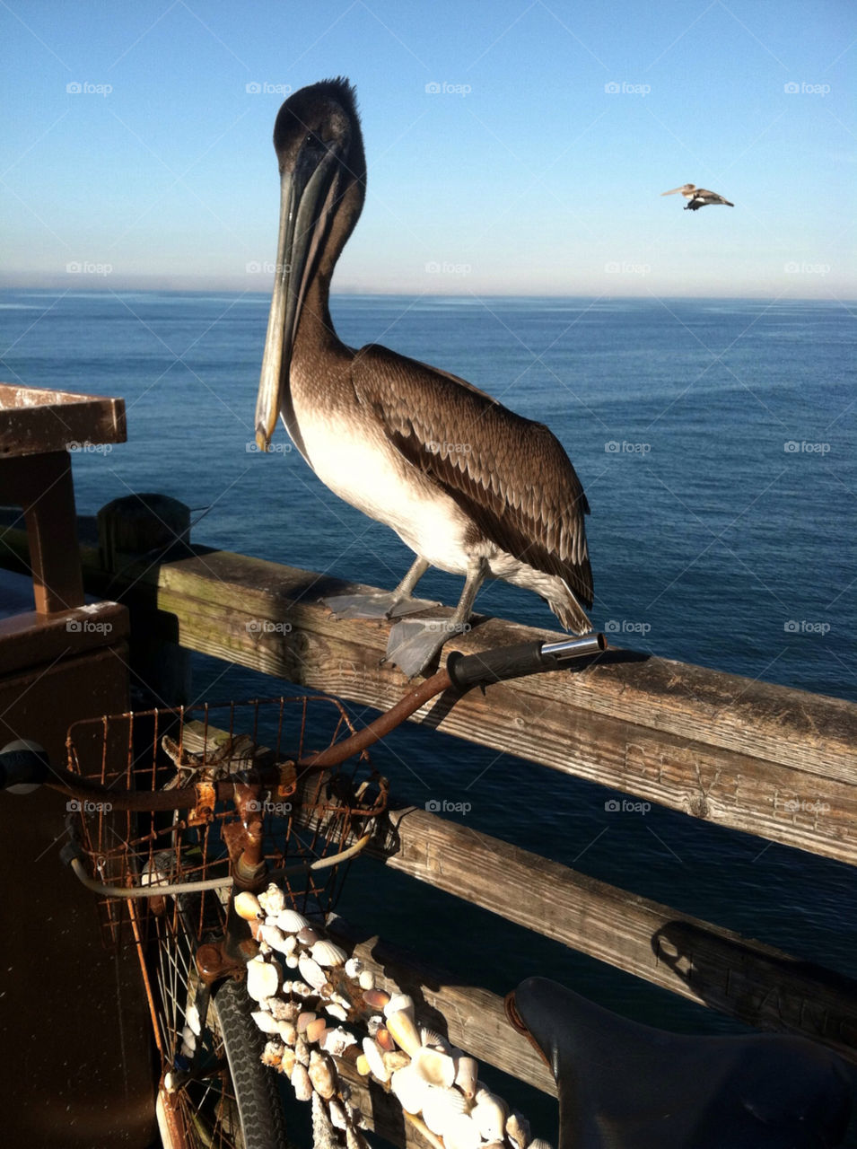 carlsbad california beach ocean bird by bobmanley