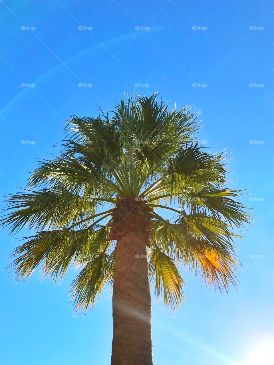 Tropical green palm tree with blue sky background 