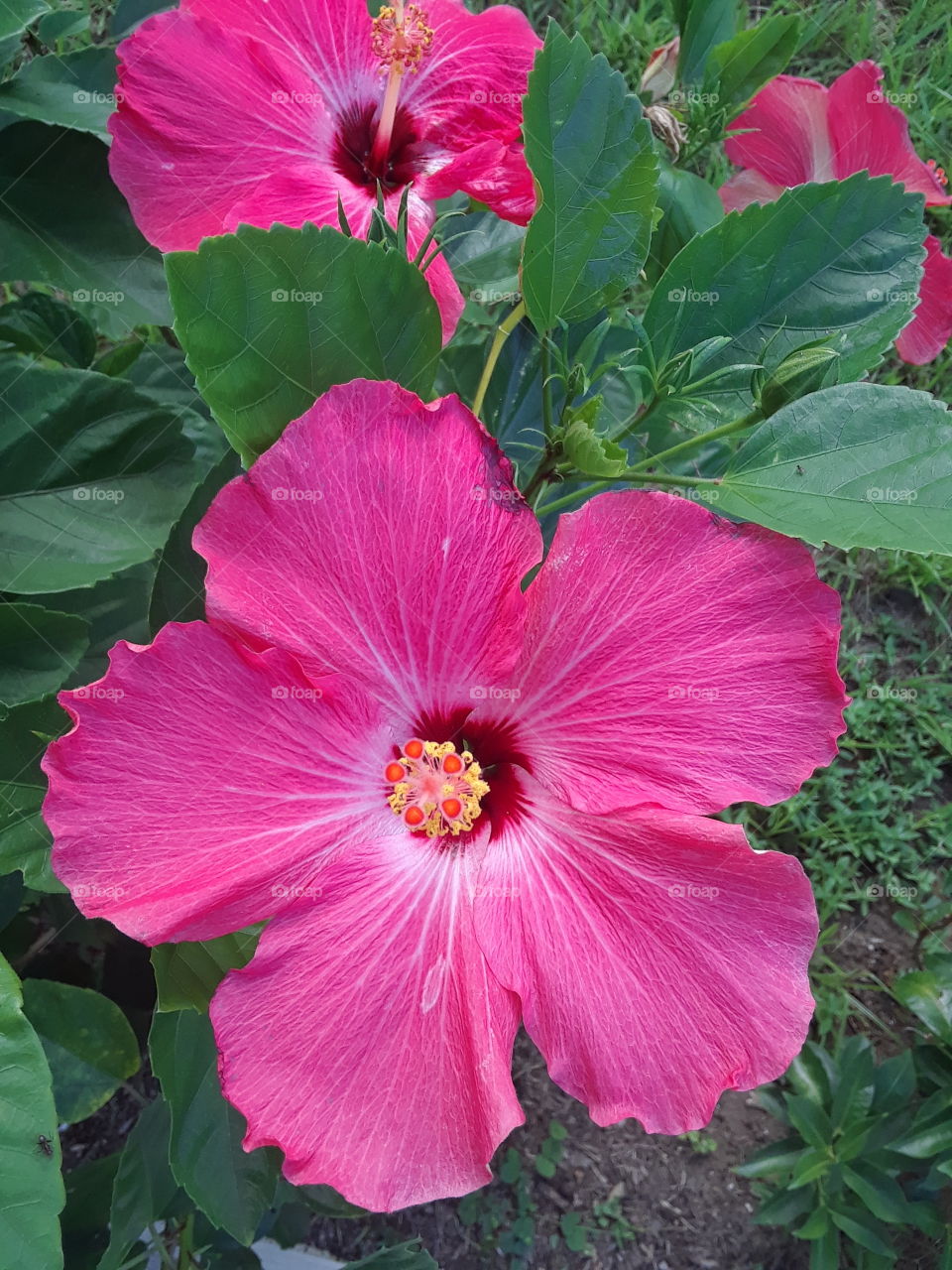 huge pink flower closeup 2
