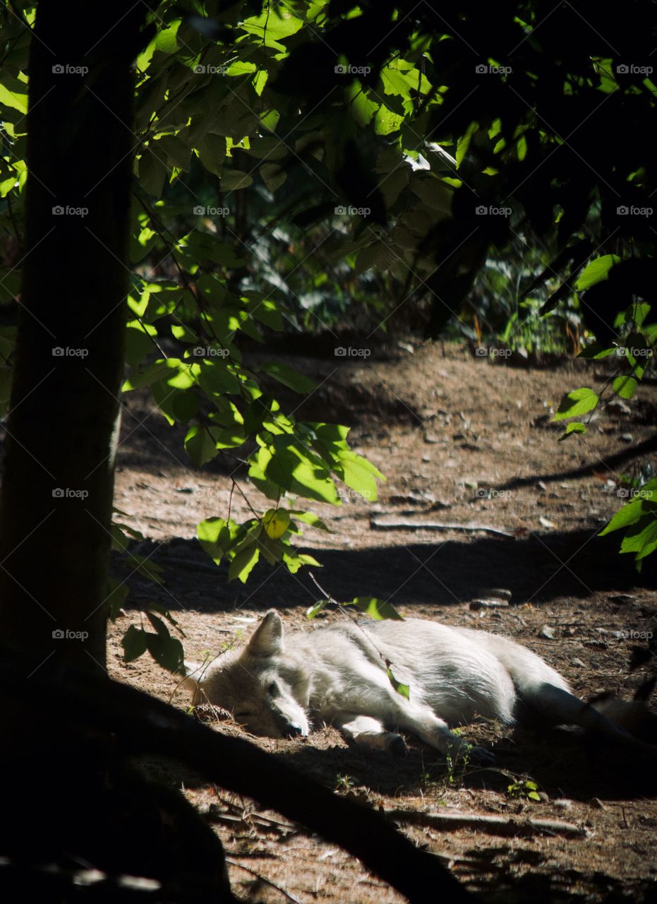 Wolf resting in the forest 