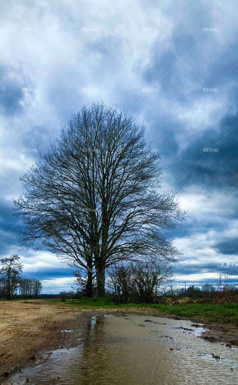 A bare tree next to a dirtroad between the farmfields, under a dark stormy clouded sky after the rain