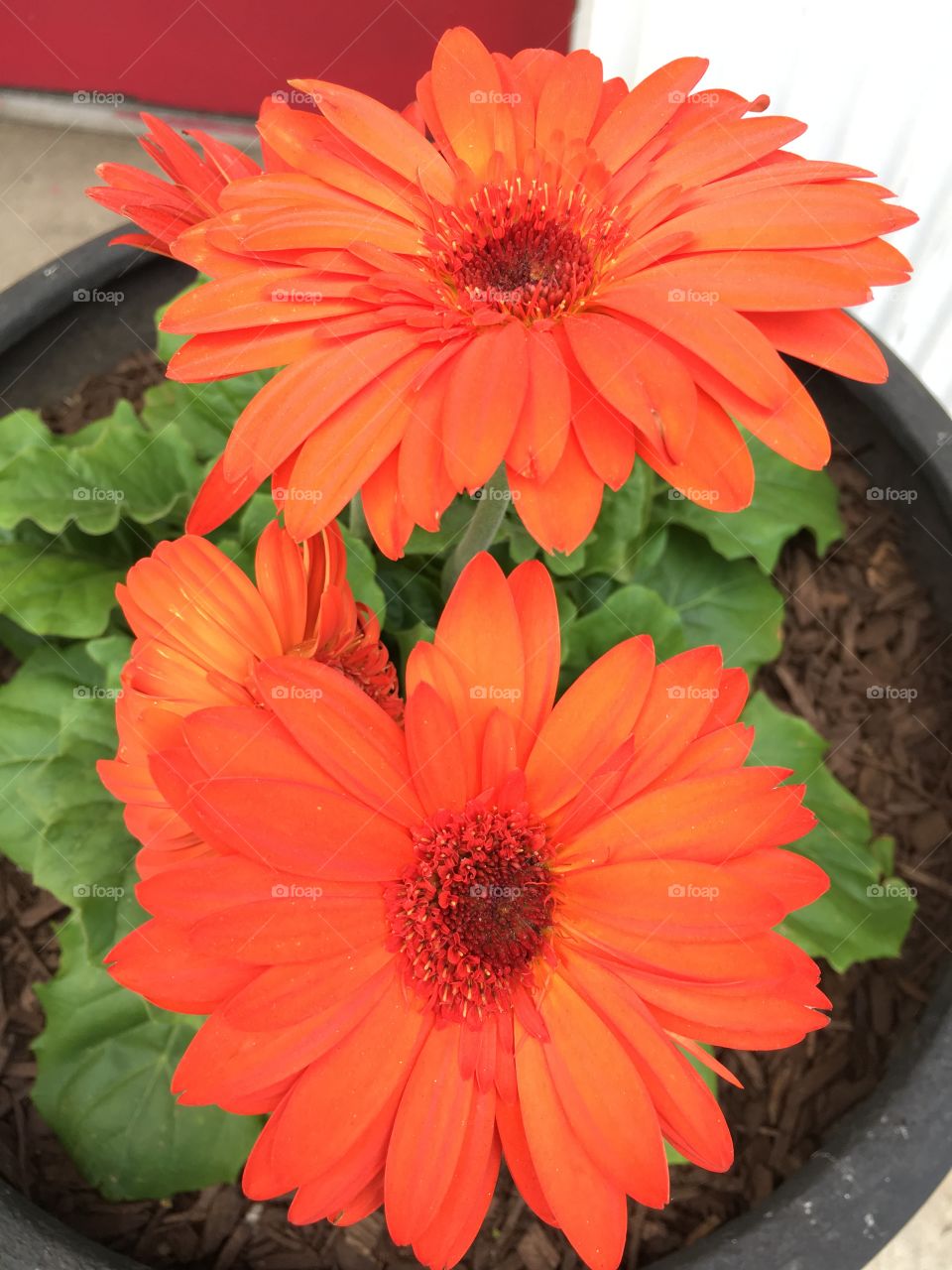 Gerbera