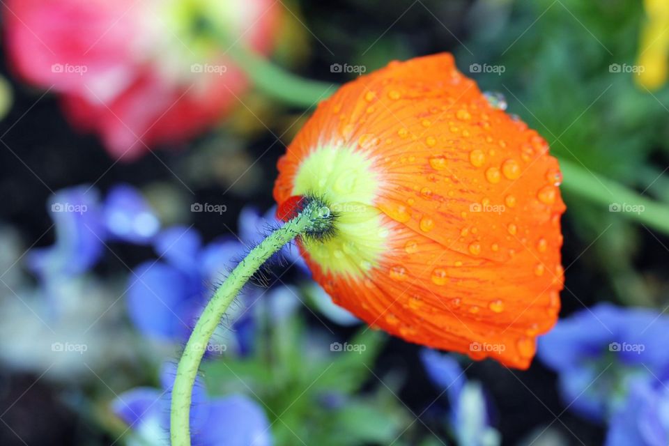 Raindrops on flower