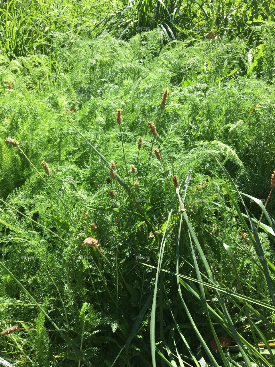 Grassland with water
