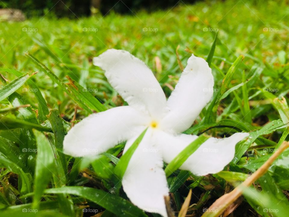 White flowers with grass in my garden “outside beauty