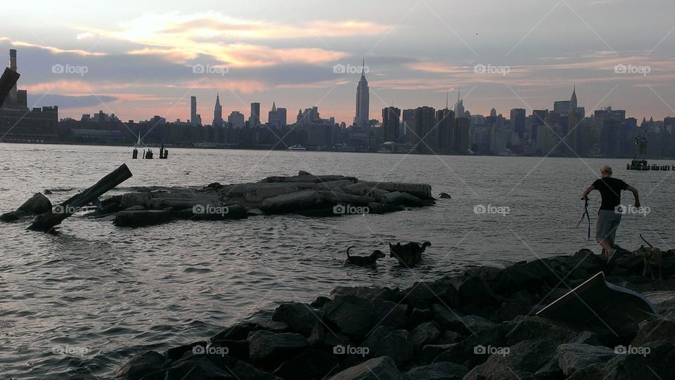 dogs bathing in east river against Manhattan skyline
