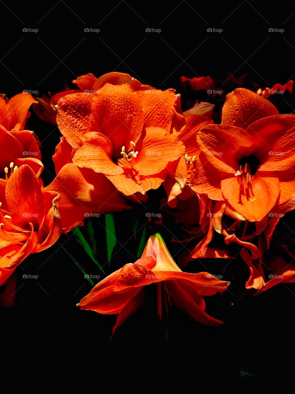 Hibiscus flowers in black background