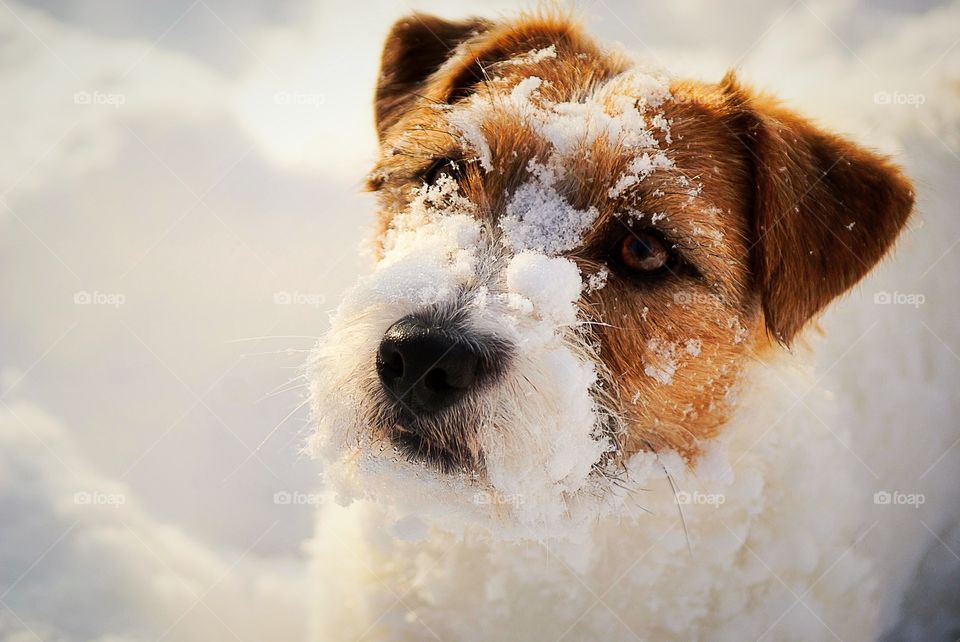 Close-up of a dog with snow on its face
