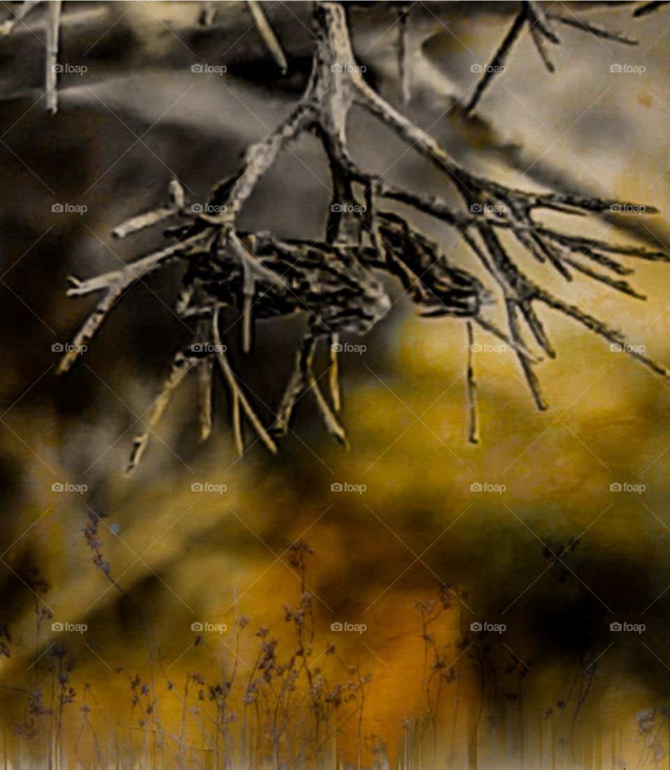 dead branch at sunset