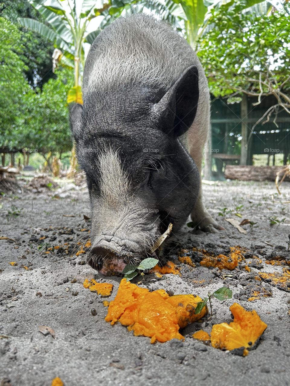 Mini Pig