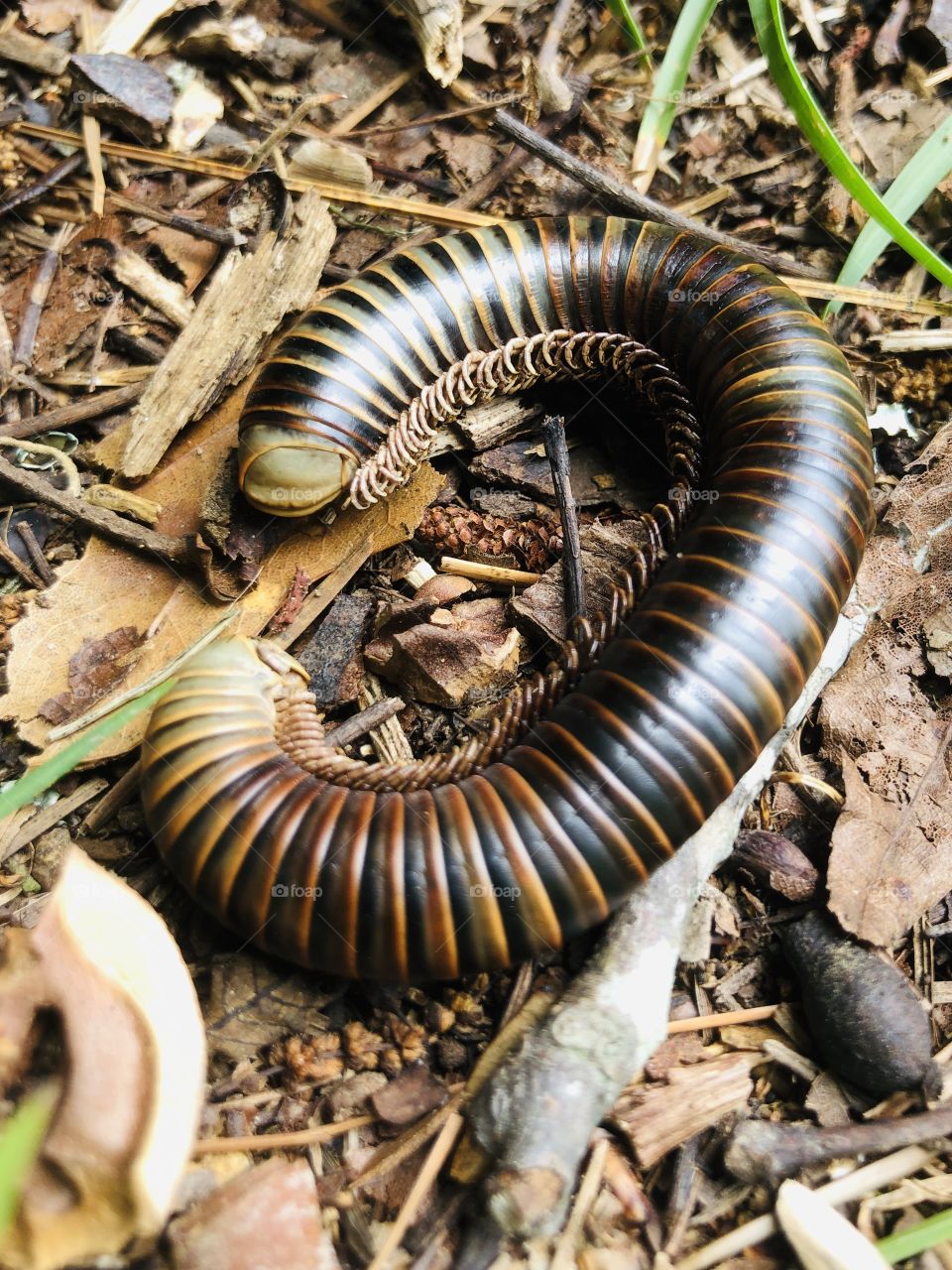 Millipede up close
