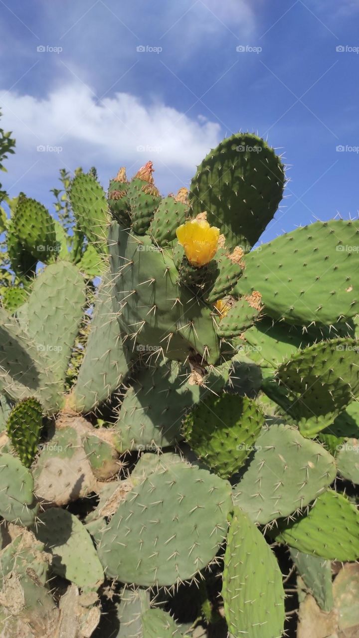 Prickly pear and yellow flowers have a beauty character. deserves attention