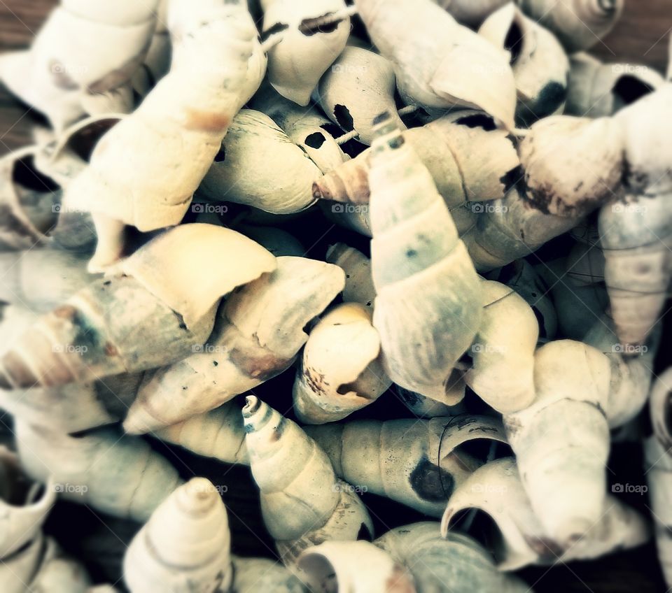 Abundance of seashells