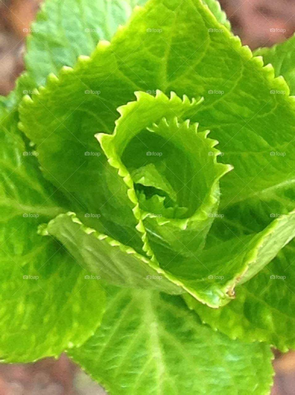 Beautiful leaves blooming in spring. 