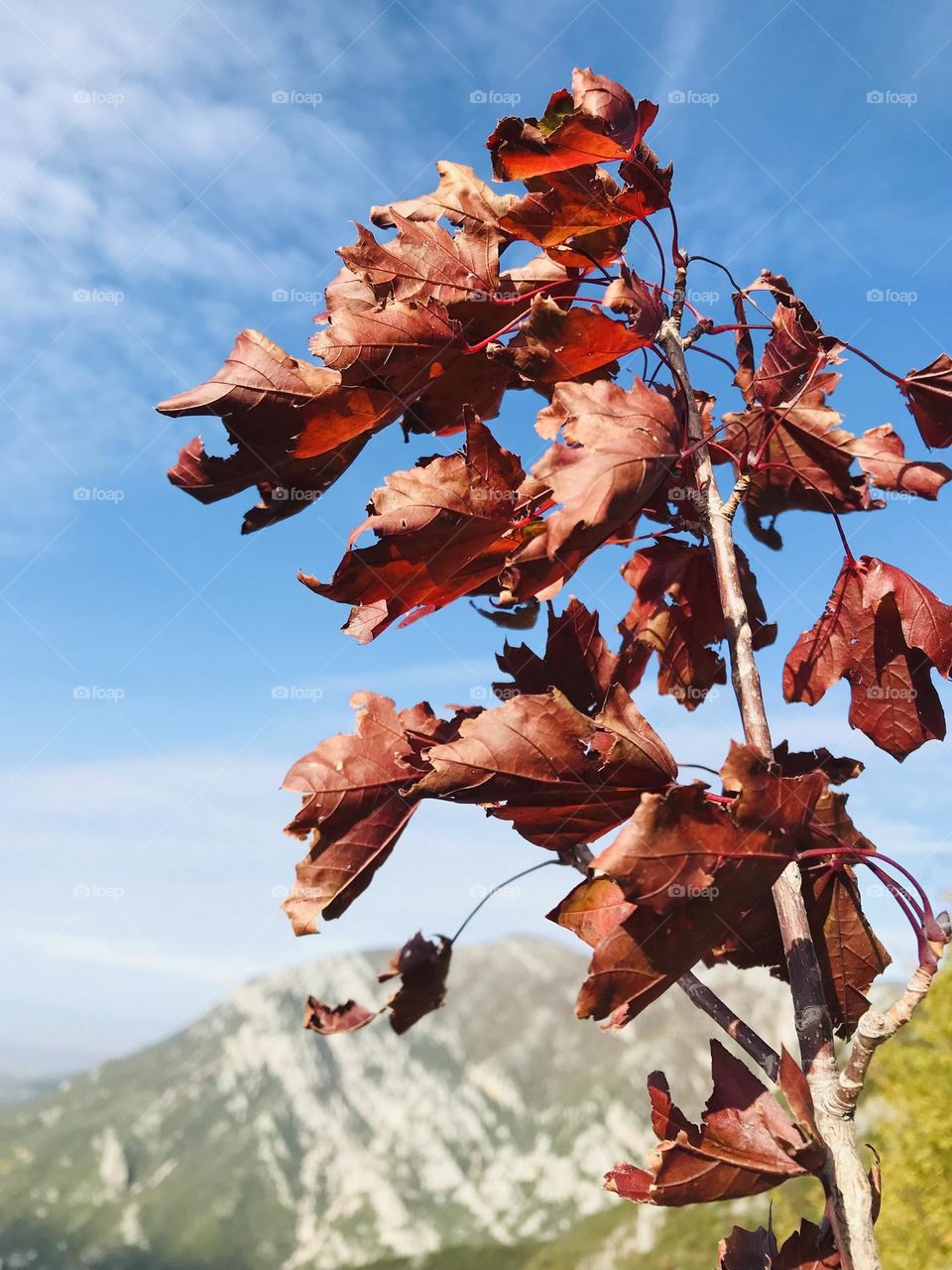 Be strong and steady like a tree