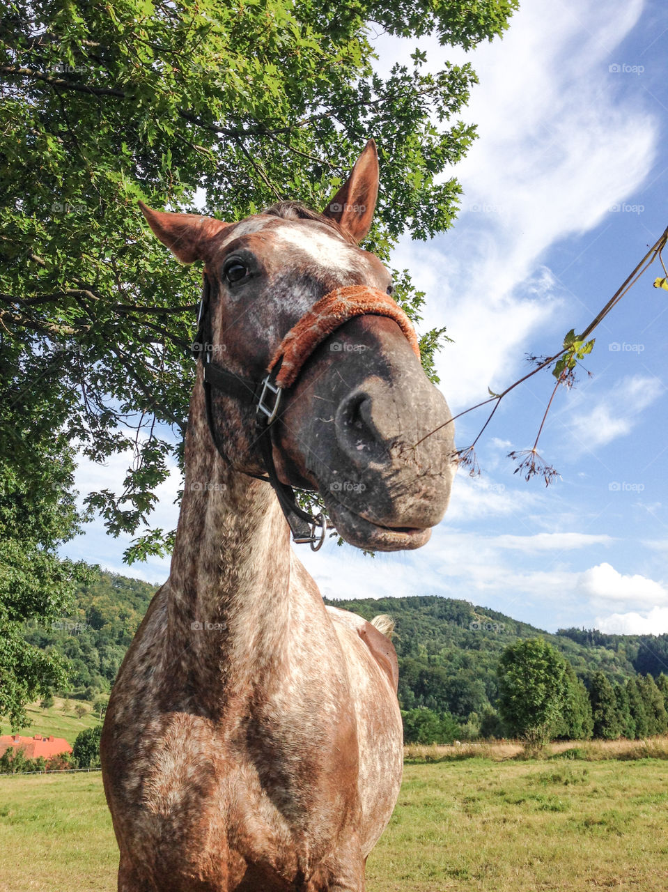 Front view of a horse