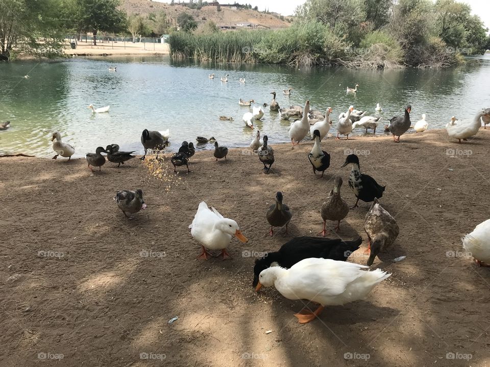 Ducks