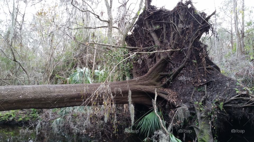 Recently Downed Tree