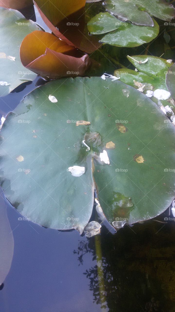 waterlily pad