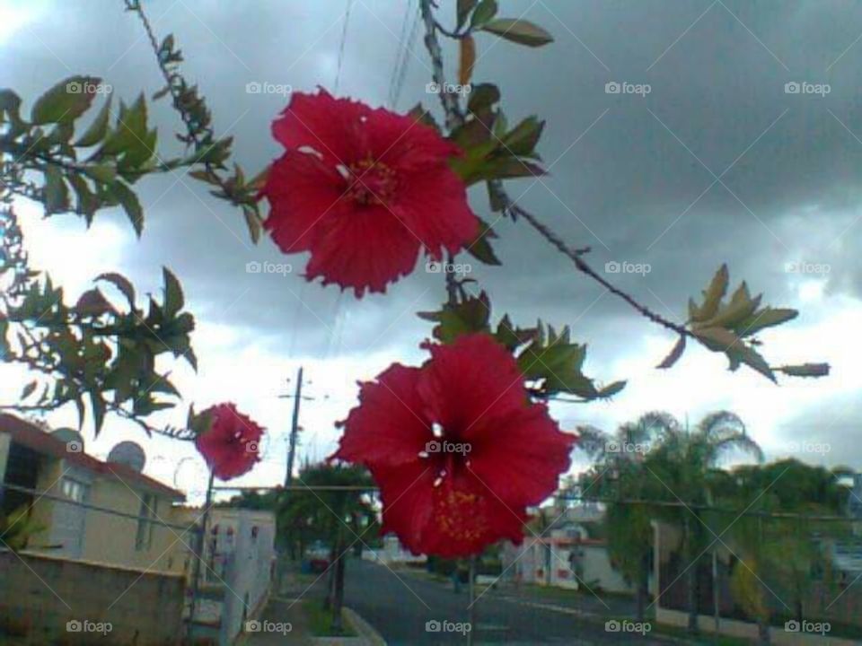 Red hibiscus.