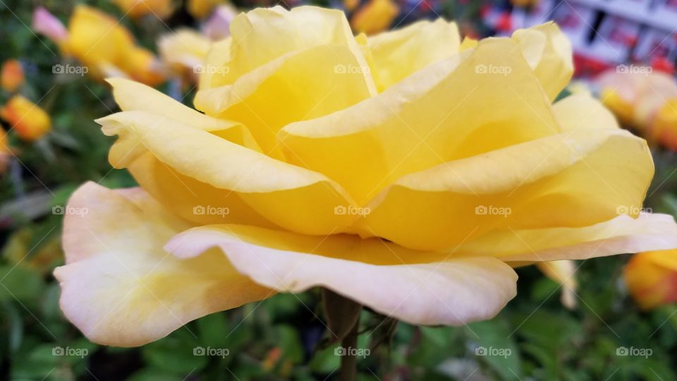 Beautiful yellow rose