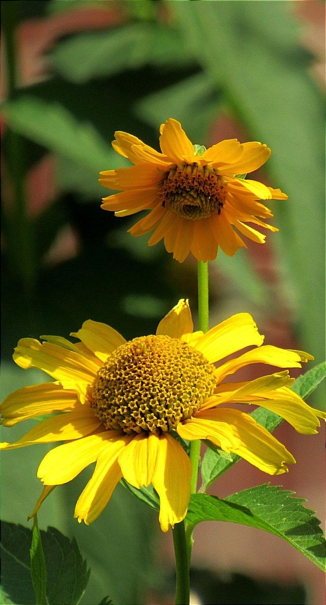 flowers of the sun