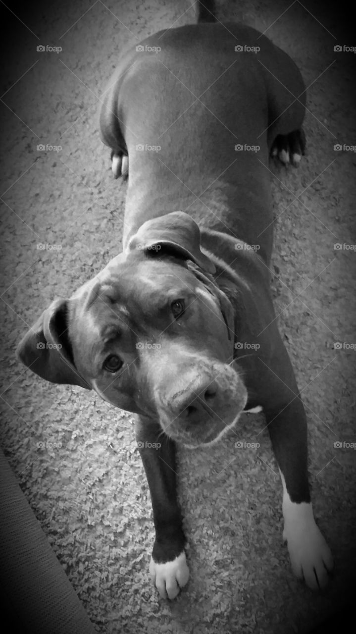 Grayscale Remy. My Pit Bull, Remy. 