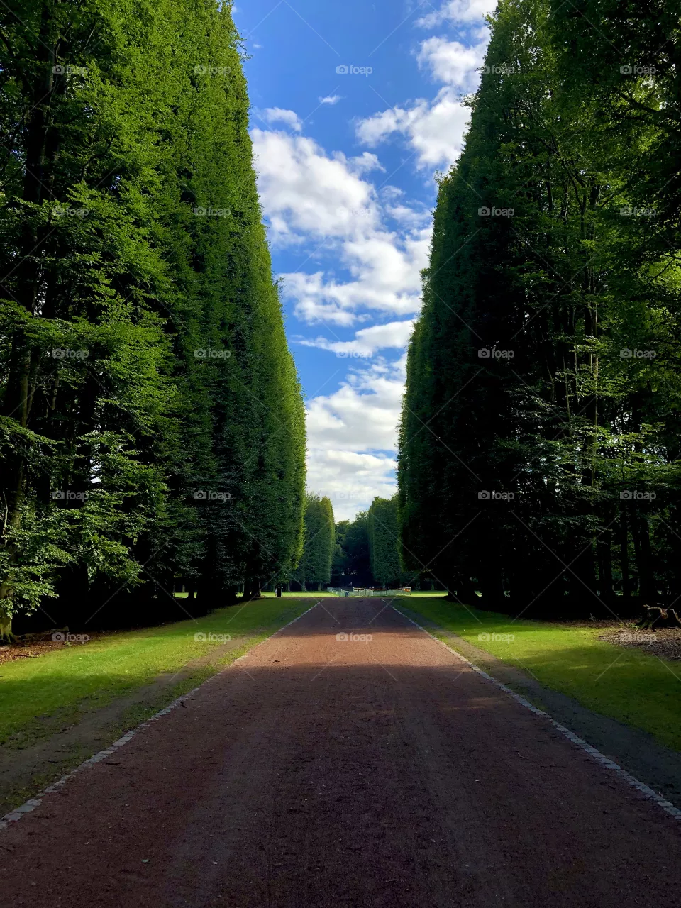 Tree avenue, park in Malmö, Sweden