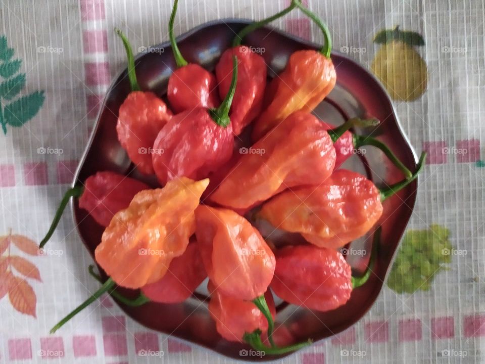 hot hot chili pepper, world's hottest chili pepper