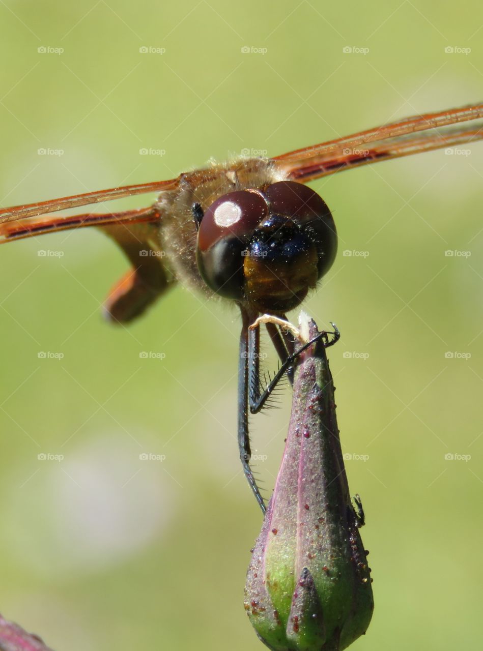 close up of dragonfly