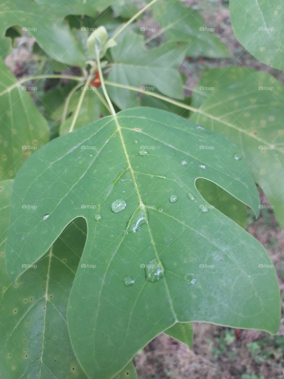 tulip tree with water drops