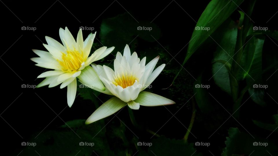 Yellow flowers with green leaves and black background