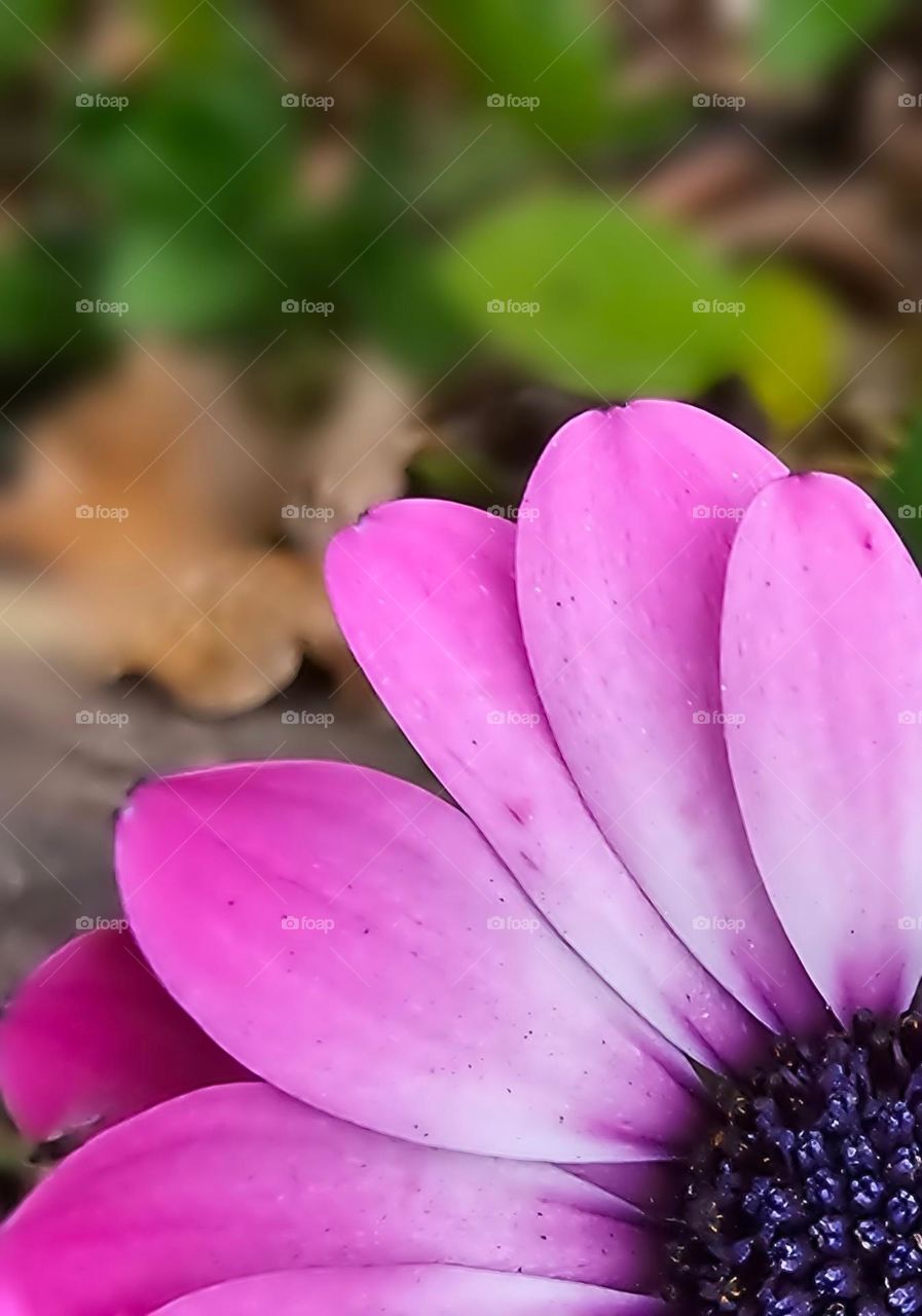 "Purple petals." A Cape Marguerite seen close-up showing off its petals and center.  The flower is placed on the lower corner of the frame.  4 make the collection.