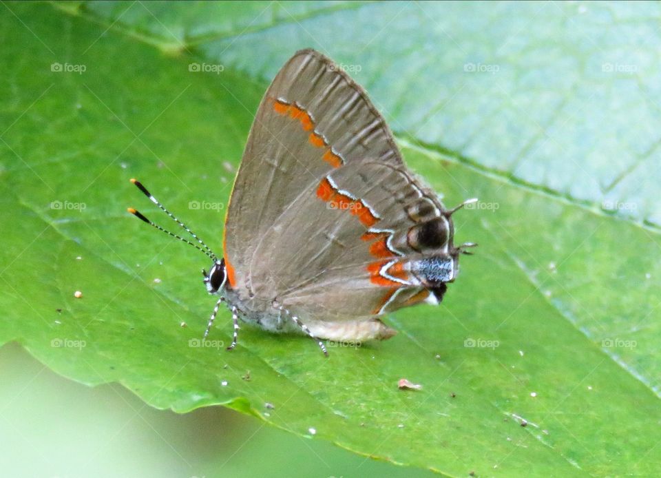 red-banded hairstreak