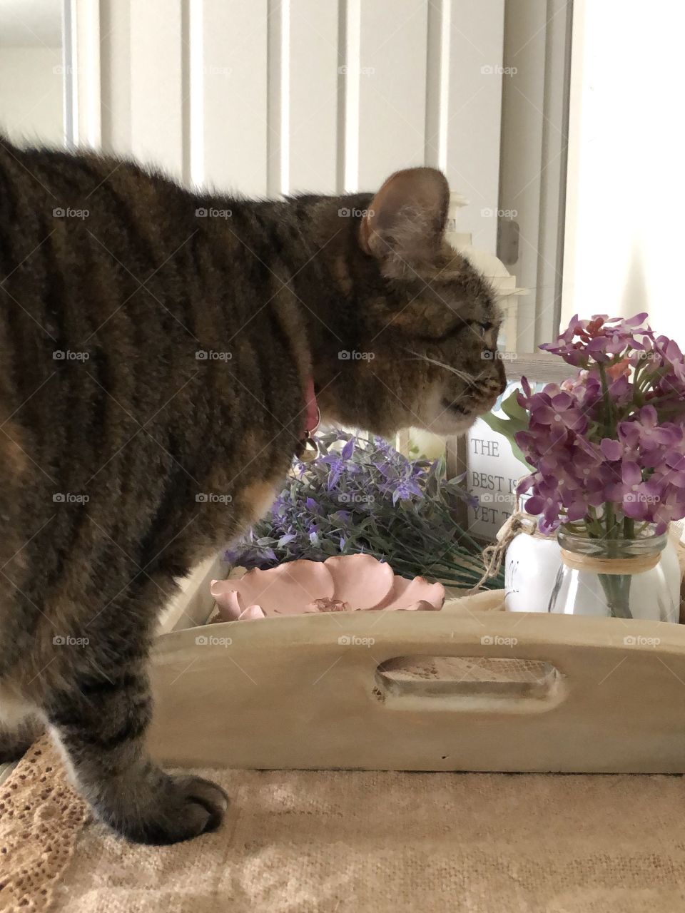 Curious tabby cat checking out some flowers on a table tray display 