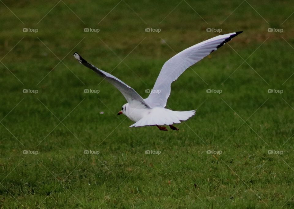 Animals, seagull, bird, wings, grass, flight
