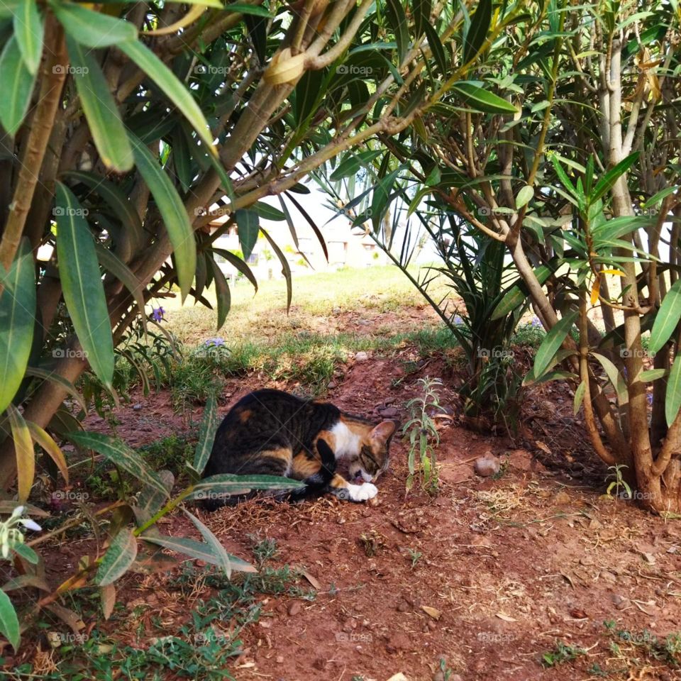 Beautiful cat eating meat.