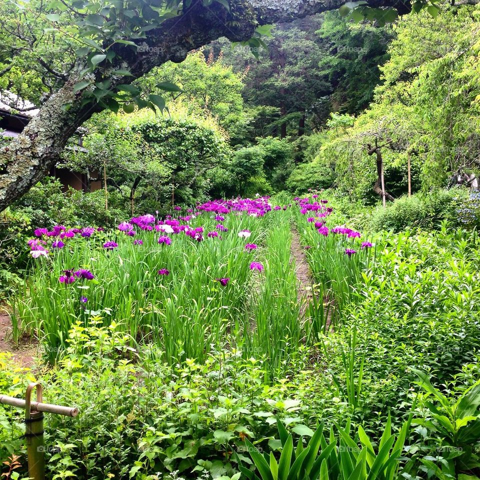 The Beautiful Garden