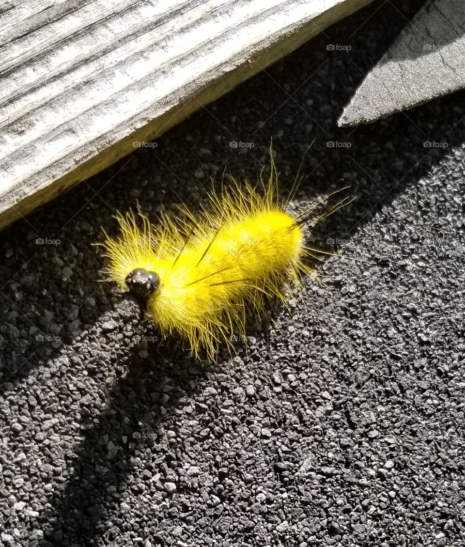 I believe this is the American Dagger Moth.