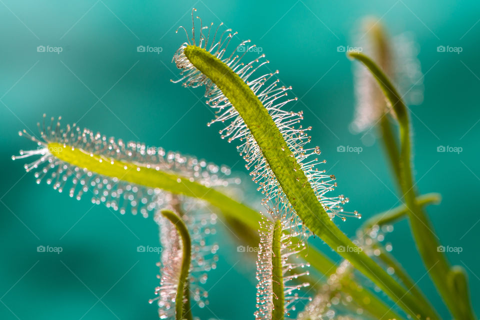 Drosera