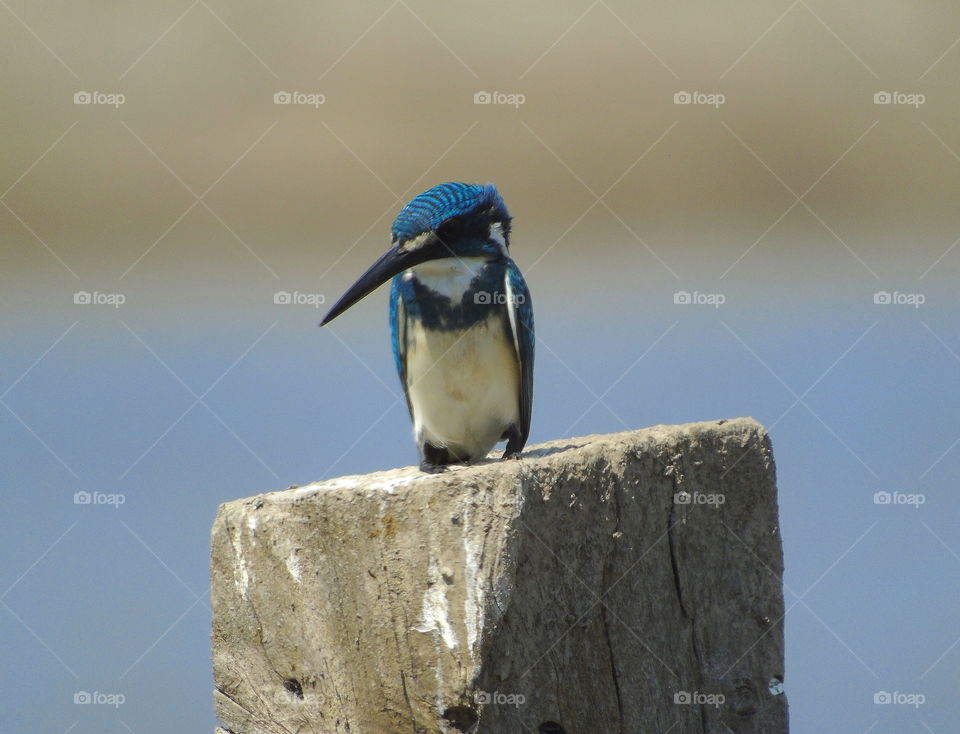 Small Blue Kingfisher . Dryng body interest perching on at the site of fishpond . The bird of kingfisher one spend many times at the day . Solitary, glading from the estuarya canal's not far from site where's its perched .