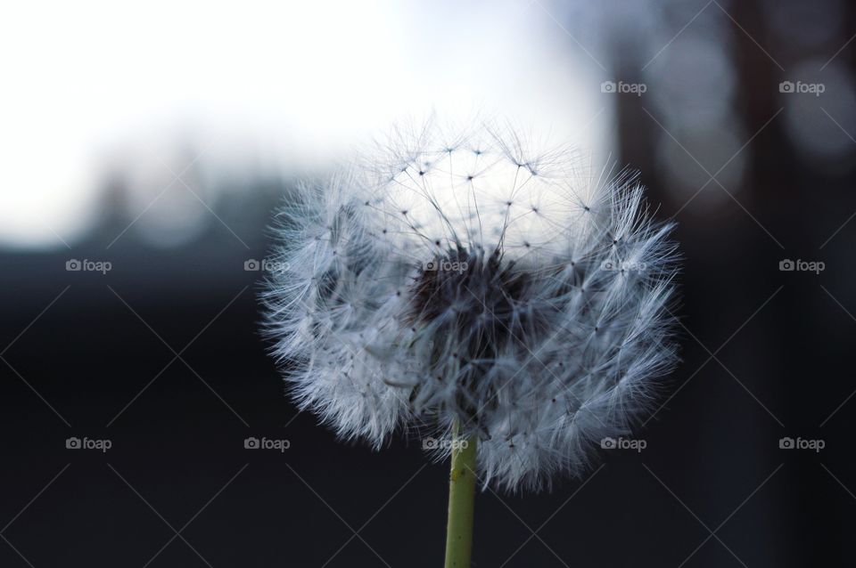 Dandelion
